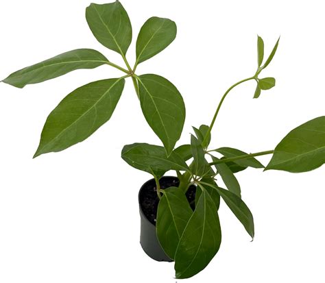 Hirt's Gardens Amate Schefflera Umbrella Tree Plant - 4 Pot - Easy ...