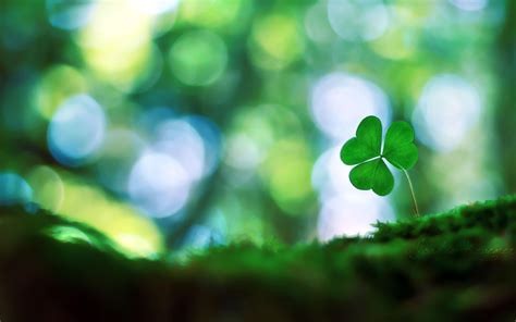 Four Leaf Clover Wallpapers - Top Free Four Leaf Clover Backgrounds ...
