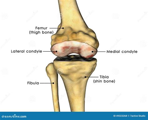 Lateral Condyle
