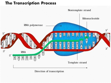 RNA Transcript Graph 的图像结果