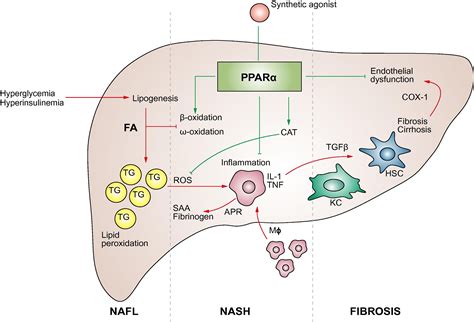Molecular mechanism of PPARα action and its impact on lipid metabolism ...