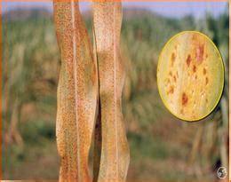 ICAR-AICRP on Pearl Millet