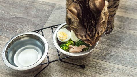Can Cats Eat Eggs? The Ultimate Guide