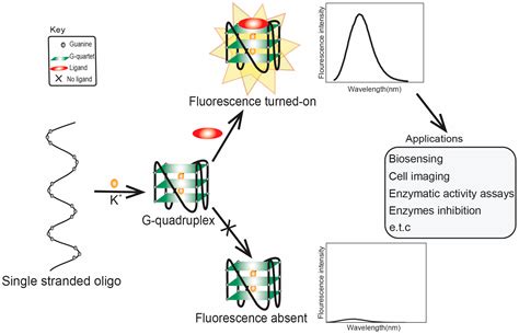 G-Quadruplex-Based Fluorescent Turn-On Ligands and Aptamers: From ...