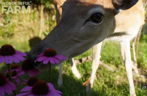 Do Deer Eat Echinacea Flowers at Jerome Weeks blog
