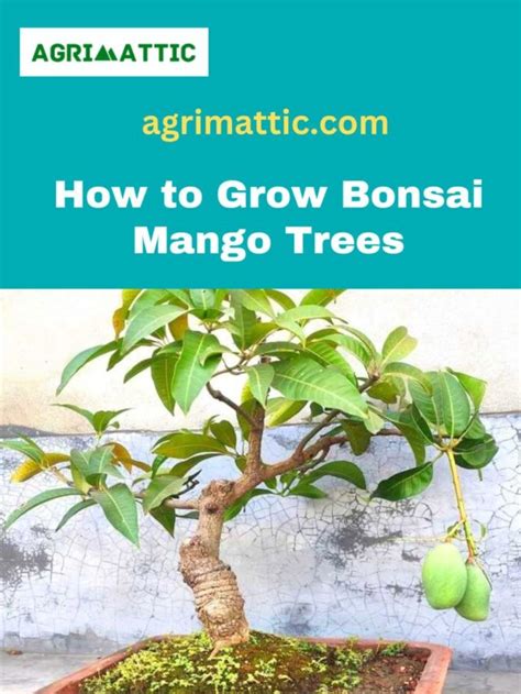 Bonsai Mango Tree 的图像结果