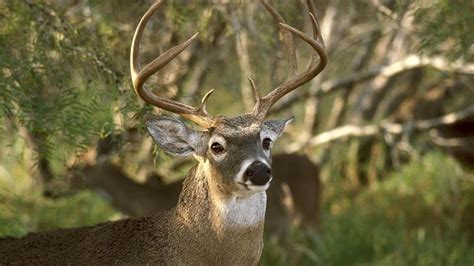 TPWD Draw Hunts 2017-18 - Texas Public Hunting