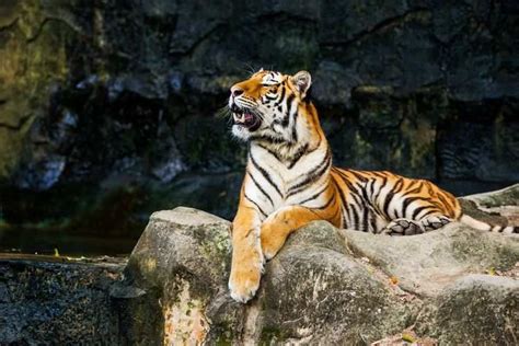 Best Tiger Reserves In India | International Tiger Day: A look at some ...