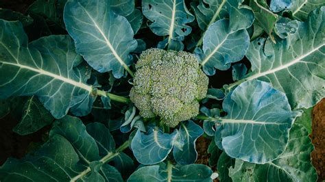 Broccoli Plants - where does broccoli come from