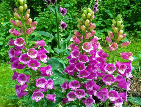 My Top 8 Shade Perennials for Every Garden