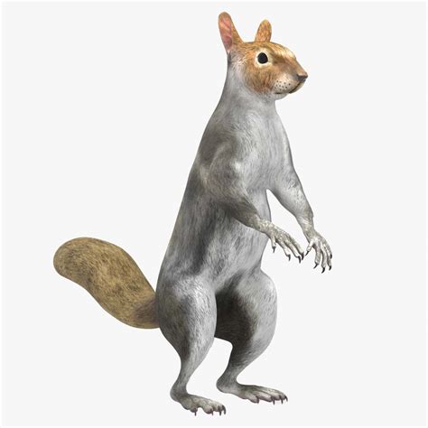 Gray Squirrel Rigged for Maya 3D model | 3D Molier International