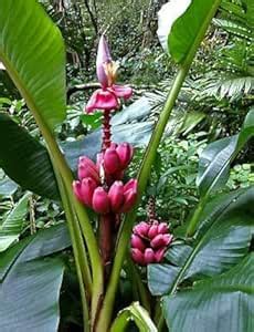 AP GARDEN Purple Banana Live Plant, Purple Kela Dwarf Chakkarakeli Musa ...