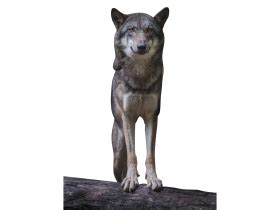 Artic Fox PNG Transparent with No Background (5) - Photo #6475 - BiNps ...