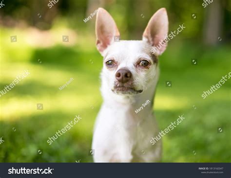 1,279 Dog with pointy ears Images, Stock Photos & Vectors | Shutterstock