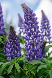 ZOTIKOS Lupine Seed Price in India - Buy ZOTIKOS Lupine Seed online at ...