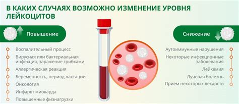 Анализы мочи и крови на лейкоциты: подготовка и расшифровка