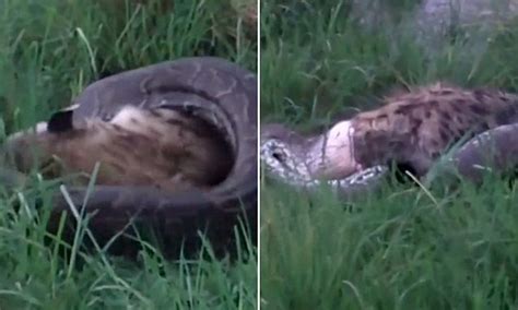 Python Swallows Hyena 的图像结果