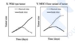 Lab-grown cells of a tumor (Wild type) expressing
