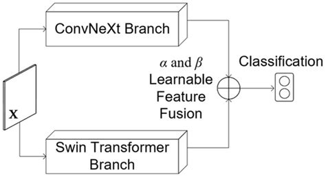 A Hybrid Learnable Fusion of ConvNeXt and Swin Transformer for ...