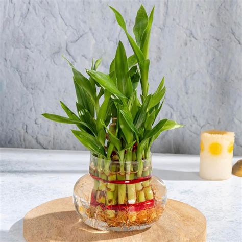 Lucky Bamboo(2 layer)– GO GREEN