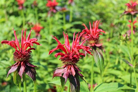 12 Ways to Use Bee Balm