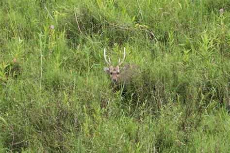 Found in Manipur: Eastern hog deer earlier believed to be confined to ...