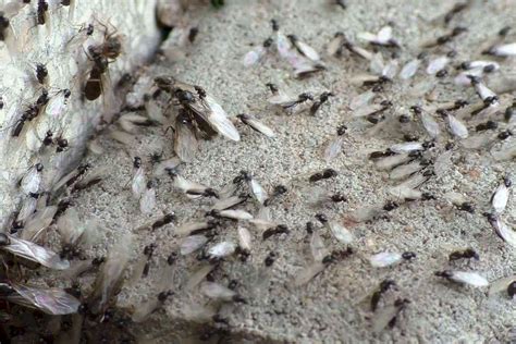 🐜 Муравьи с крыльями и летающие муравьи, что это, как называется ...