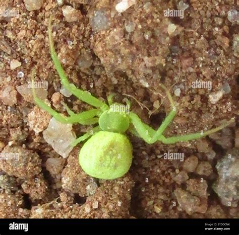 Crab Spiders (Thomisidae Stock Photo - Alamy