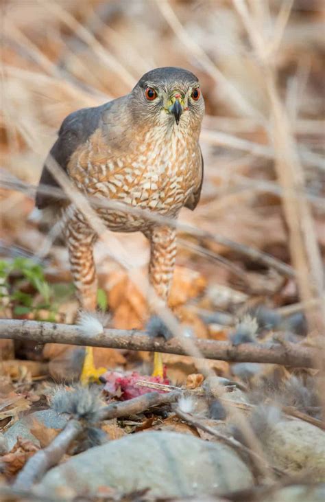 Hawks In Minnesota: 9 Species You Just Can't Miss