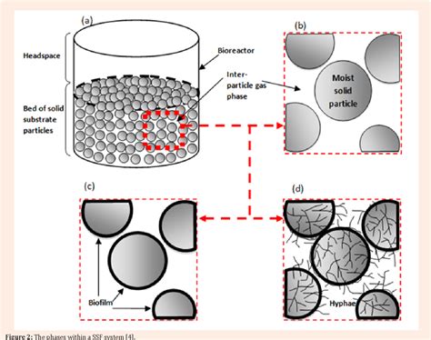 Semi Solid State Fermentation 的图像结果