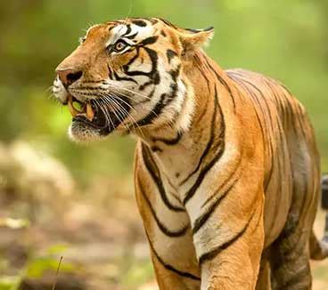 History of Tadoba National Park