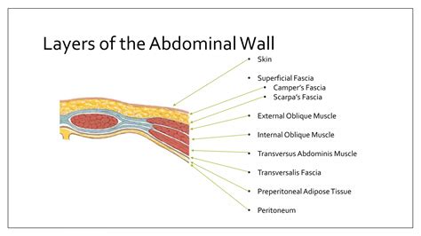 Surgical anatomy of anterior abdominal wall and inguinal | PPTX