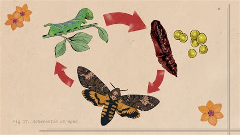 4-H Virtual Insect Collection 的图像结果