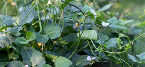 Hyacinth Bean (Lablab) | Andhra Nursery Farmers Association