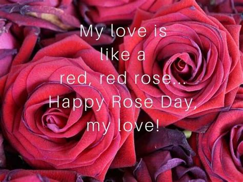 Happy Rose Day 2025: Wishes, Love Quotes, SMS'es, Whatsapp Status, GIF ...