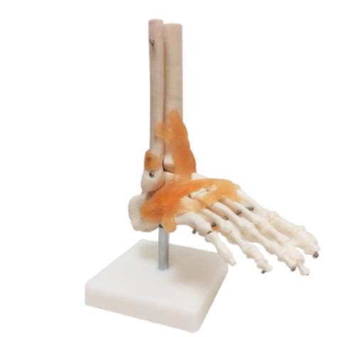 Educational Model Human Anatomy Skeleton Model Foot And Ankle Bone ...