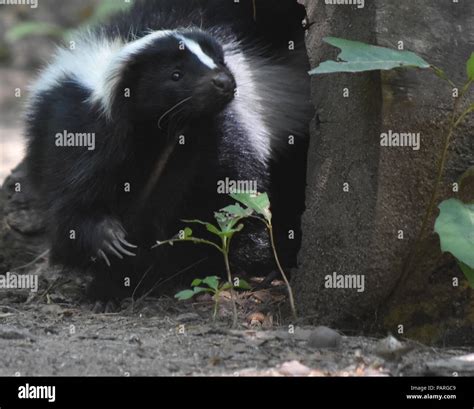 Amazing cute black and white skunk in nature Stock Photo - Alamy