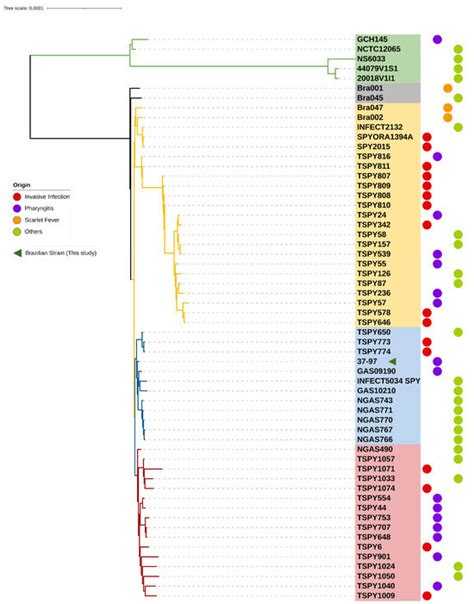 Antibiotics | Special Issue : Streptococcus: Biology, Pathogenesis ...