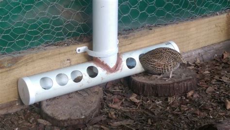 diy quail feeder