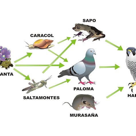 Imágenes Simples De La Cadena Alimenticia