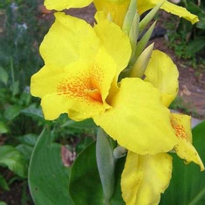 Canna Carol Yellow Rhizomes – Bright Yellow Blooms