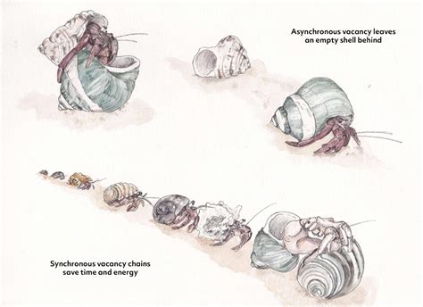 Hermit Crabs Use Social Networking to Find New Homes — Biological ...