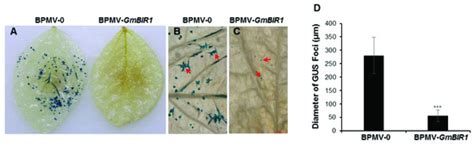 Silencing GmBIR1 in Soybean Results in Activated Defense Responses