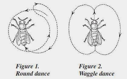 Image result for Bee Dance Language