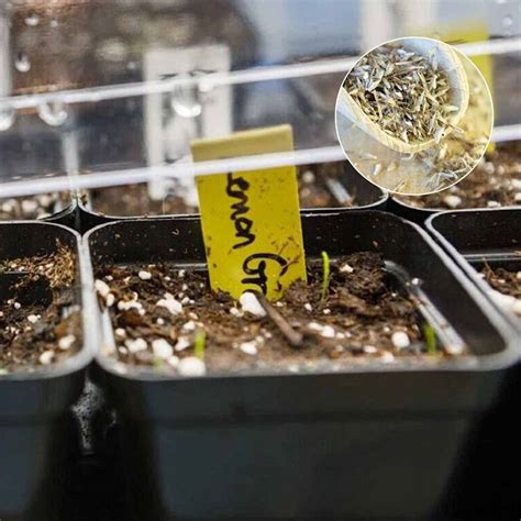 WILLVINE XLR-8 Lemongrass Seeds - Cymbopogon citratus Seed Price in ...