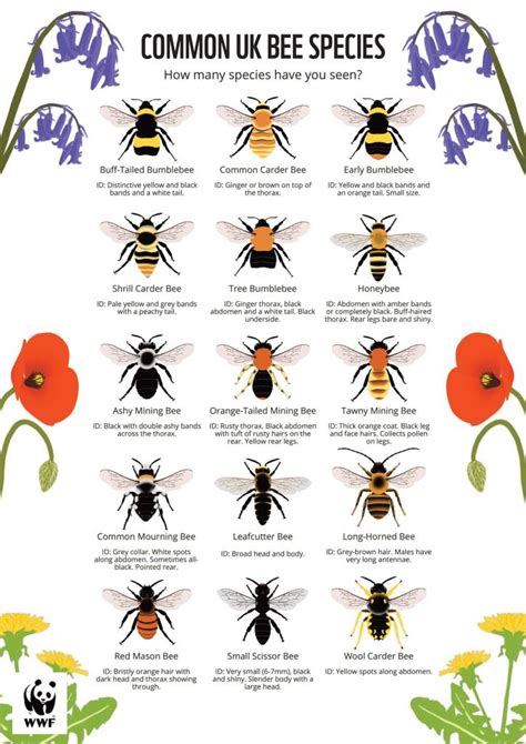Image result for Bee Coding Java