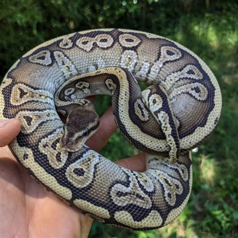 Image result for Giant Ball Python
