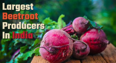 Which Indian States Are The Largest Producers Of Beetroot?