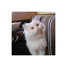 annunci gatti persiani i cuccioli persiani e il loro temperamento petpassion annunci gatti persiani i cuccioli persiani e il loro temperamento petpassion