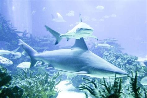 Image result for Background for Distributed Database